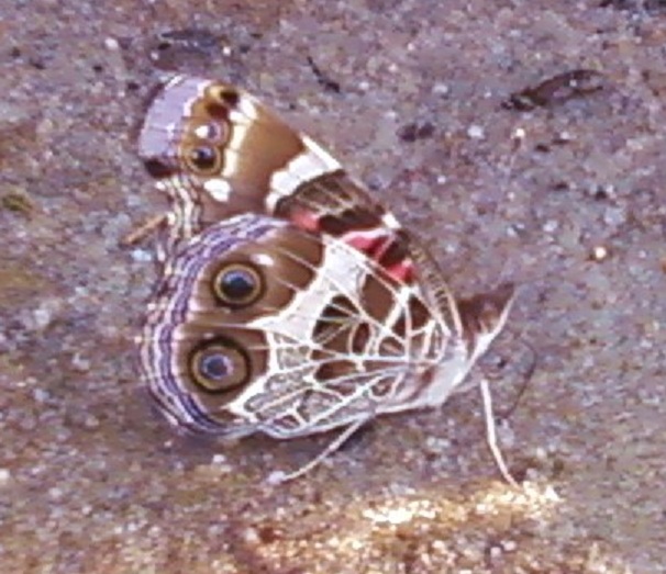 MothCropped.jpg