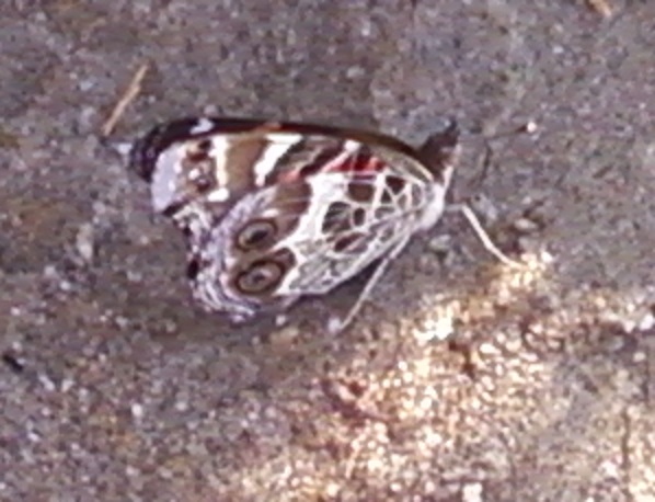 MothCropped2.jpg